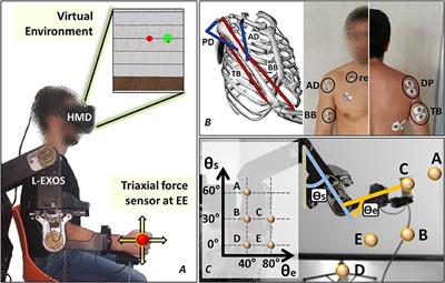 A Linear Approach to Optimize an EMG-Driven Neuromusculoskeletal Model for Movement Intention Detection in Myo-Control: A Case Study on Shoulder and Elbow Joints